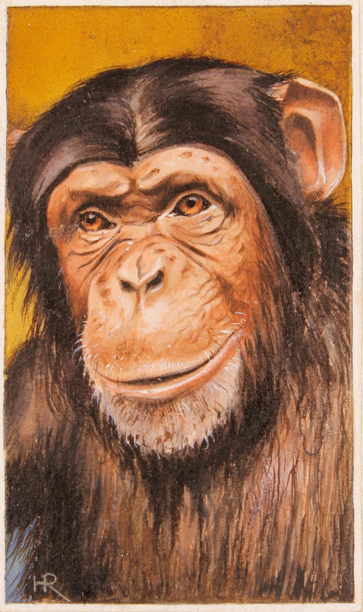 Chimpansee 1940.
