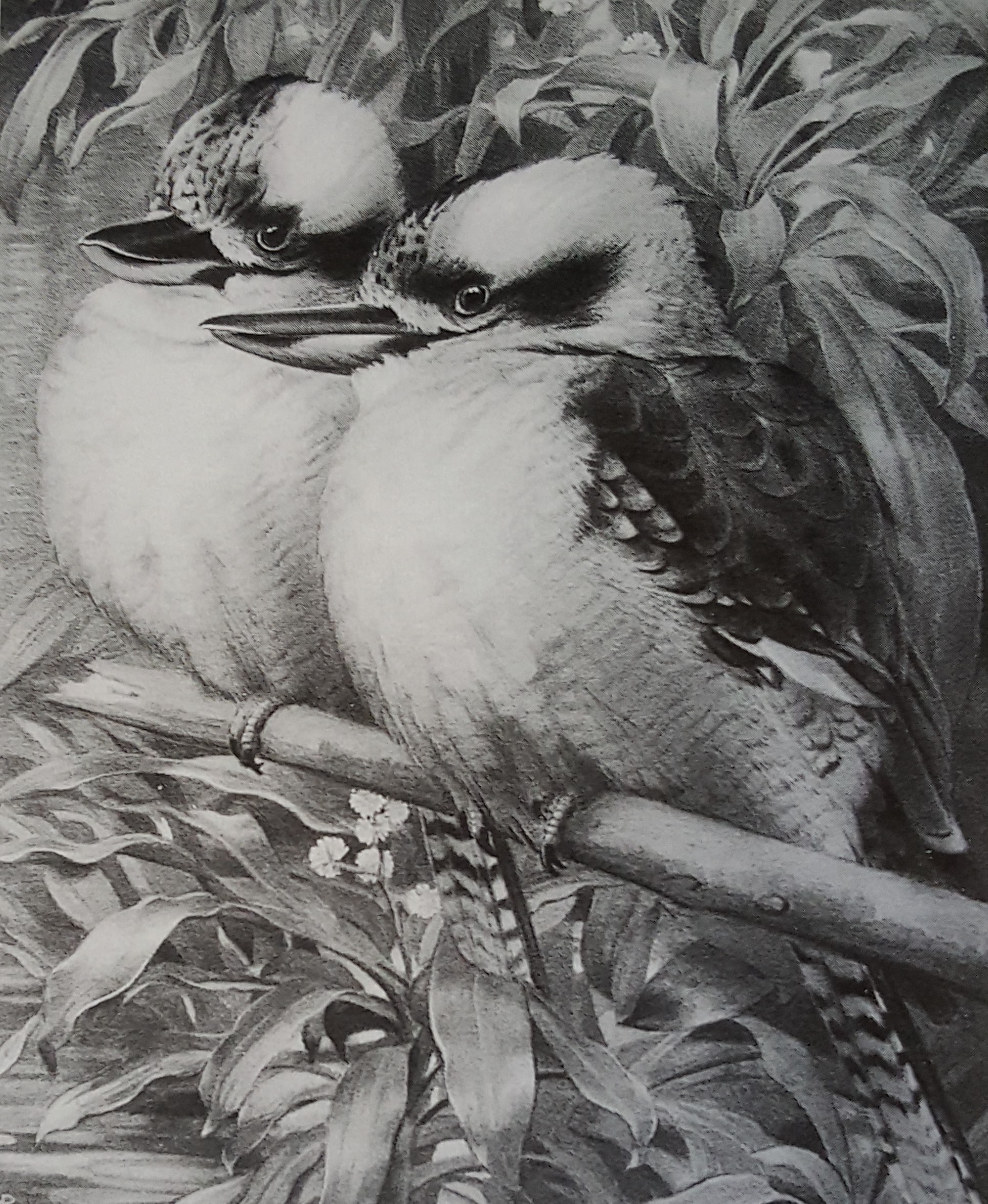 Koko Burra’s met opgezette veren, 1938.