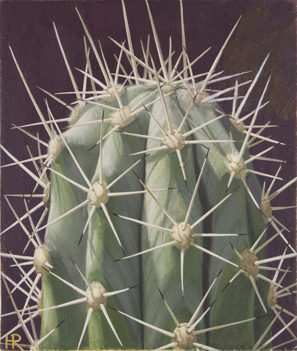Knots-toortscactus, 1931.