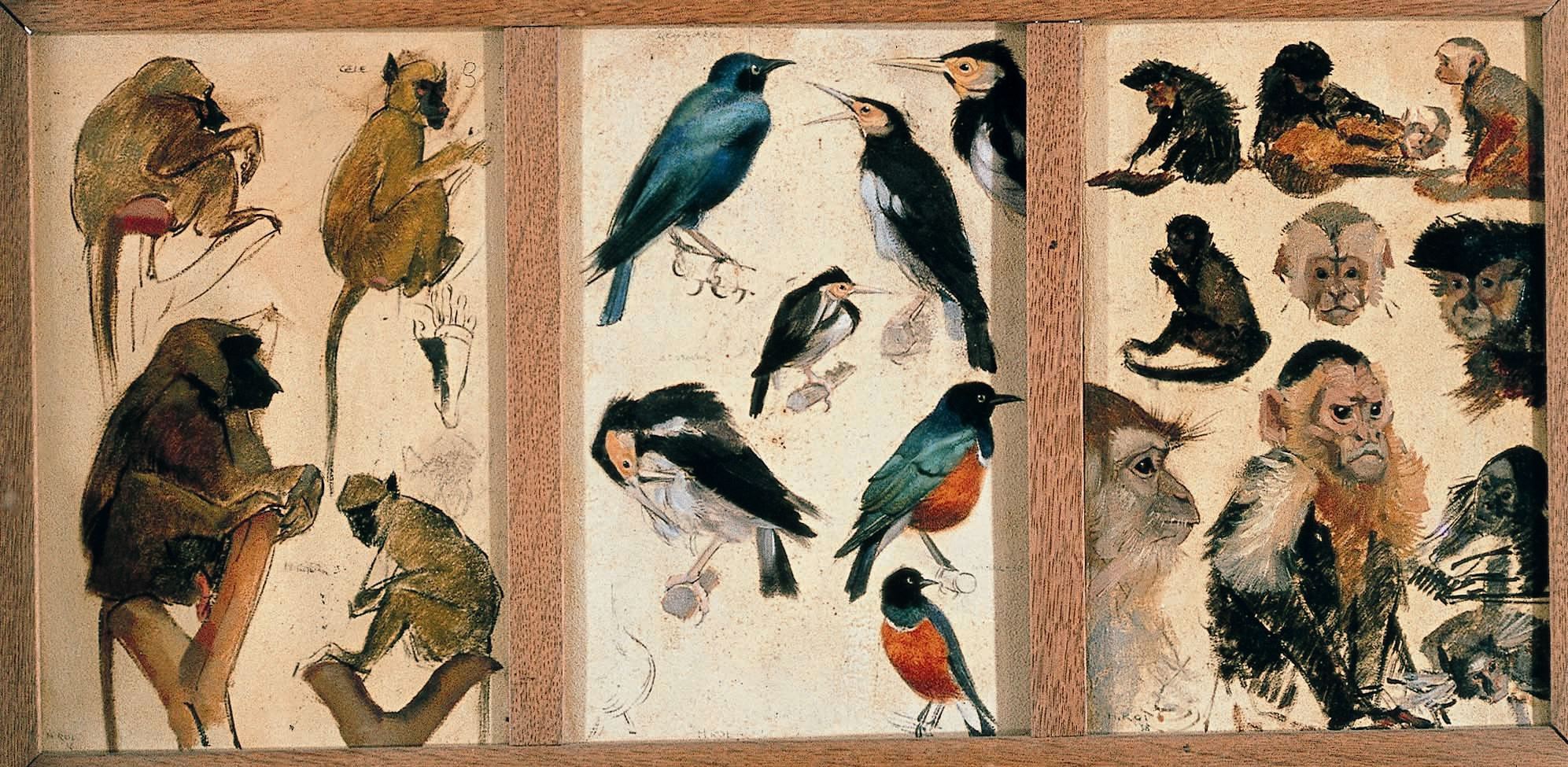 Voorstudie 1, apen en vogels in Artis.