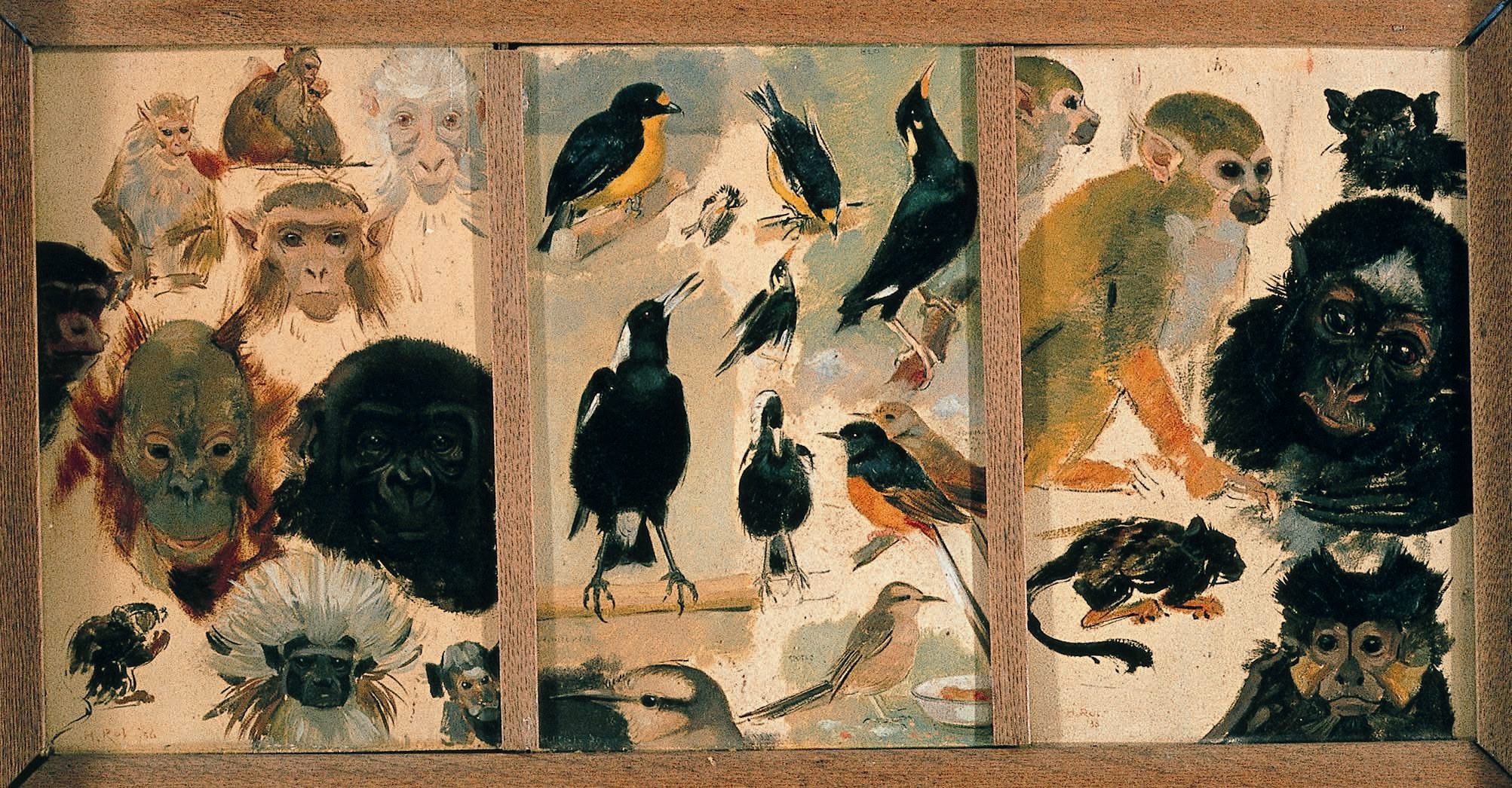Voorstudie 2, apen en vogels in Artis.